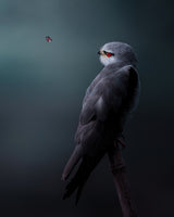 Eye Contact Poster och Canvastavla