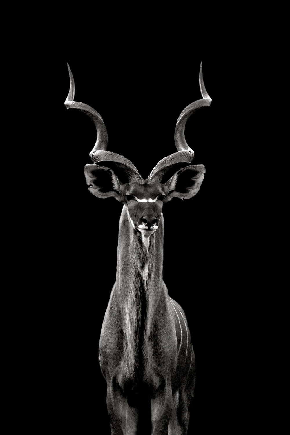 Greater Kudu Poster och Canvastavla