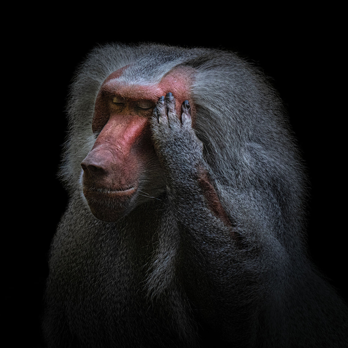 The thinker (Guinea-Pavian) Poster och Canvastavla