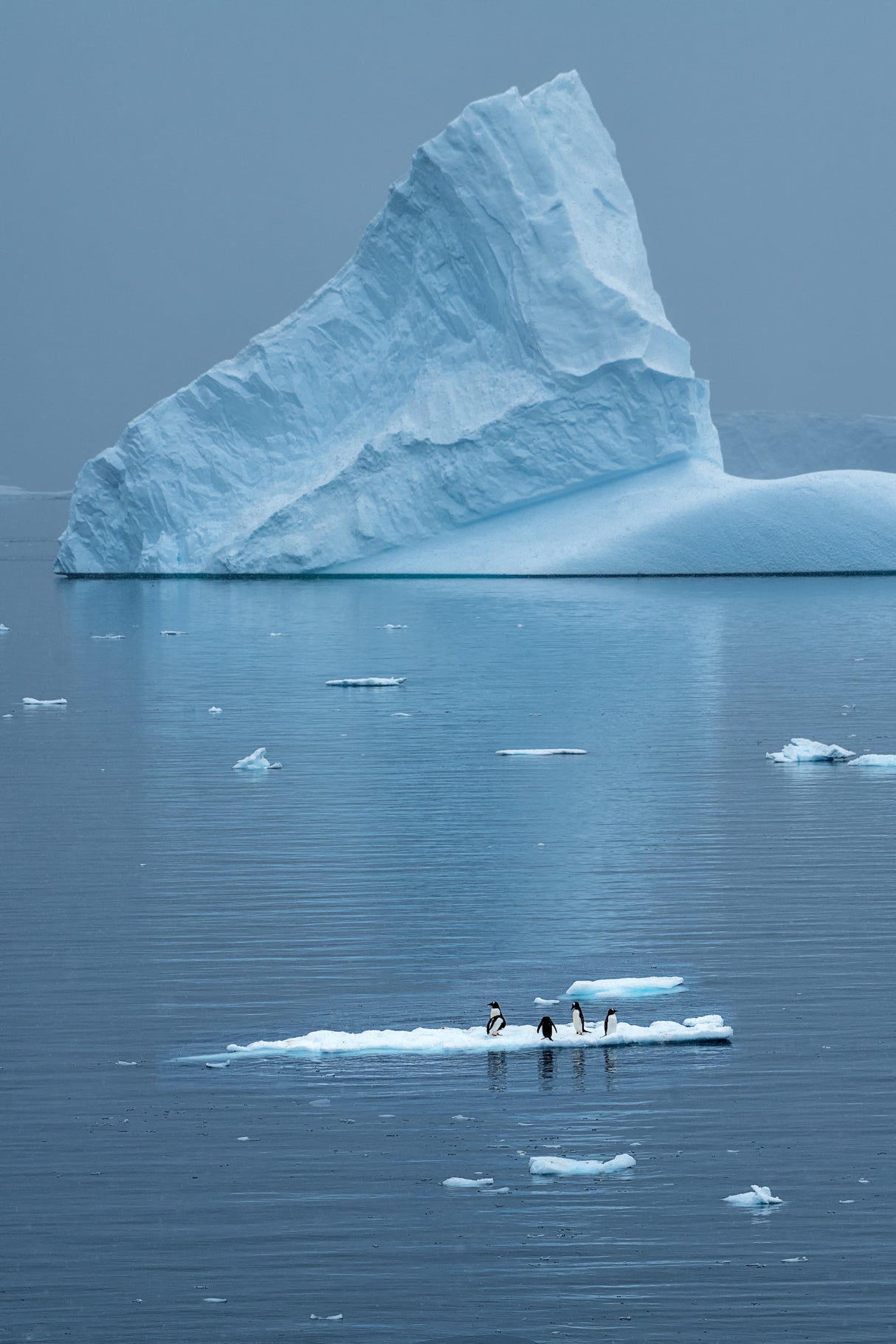Little Penguins and Giant Iceberg Poster och Canvastavla