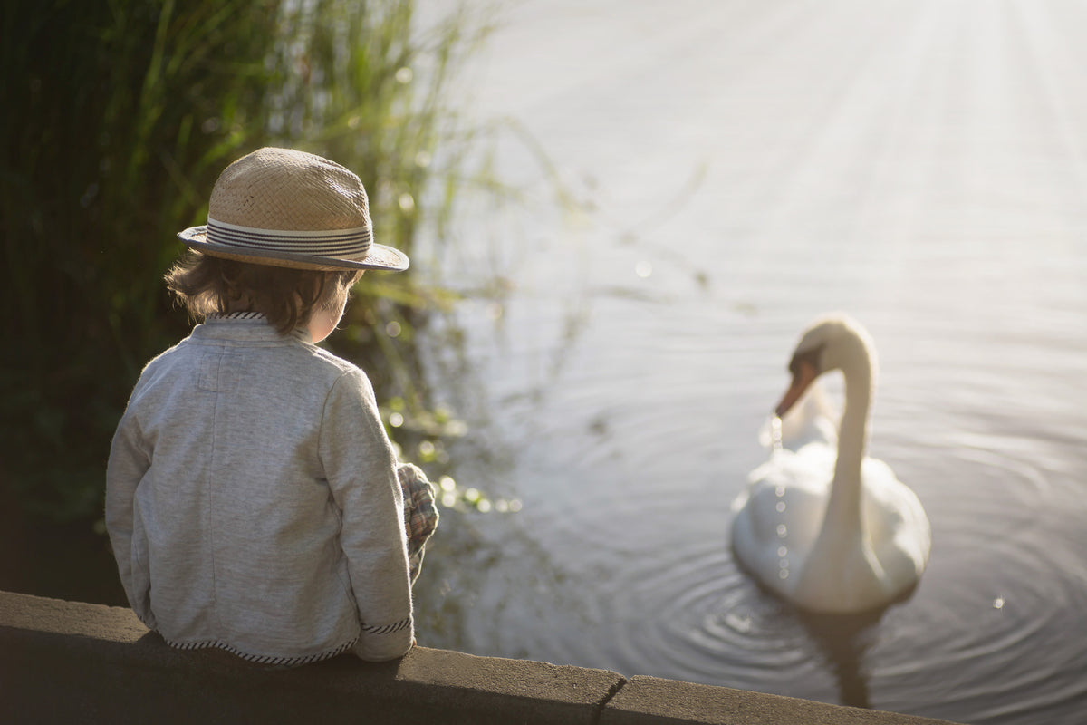 The swan Poster och Canvastavla