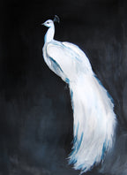 Whitepeacock2 Poster och Canvastavla