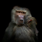 Monkeys Poster och Canvastavla