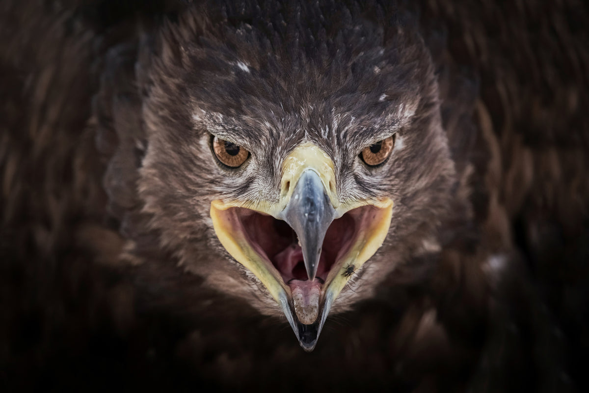 Steppe Eagle Poster och Canvastavla