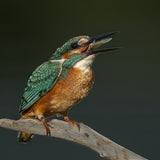 Kingfisher Poster och Canvastavla