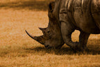White rhino Poster och Canvastavla