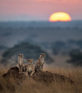 Sunrise Poster och Canvastavla