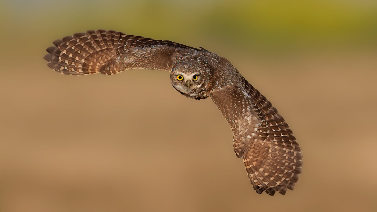 Burrowing Owl in fly Poster och Canvastavla