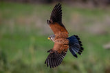 Spectacular kestrel in rapid fading towards prey Poster och Canvastavla