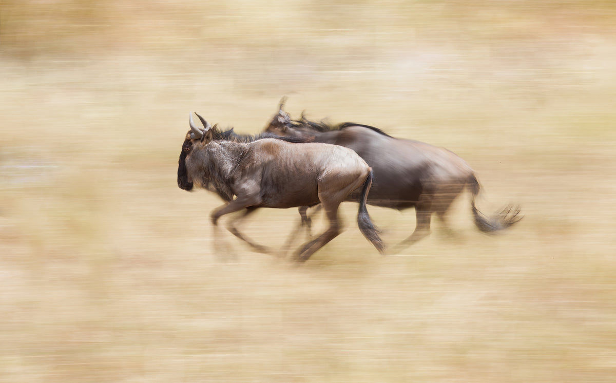 Wildebeests On The Run Poster och Canvastavla