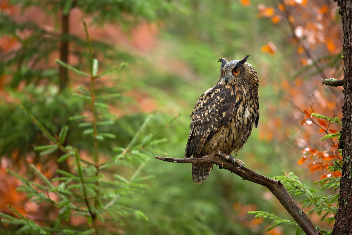 Euroasian Eagle Owl Poster och Canvastavla