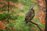 Euroasian Eagle Owl Poster och Canvastavla