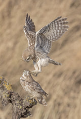 Little Owl Poster och Canvastavla