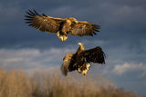 Dancing eagles Poster och Canvastavla