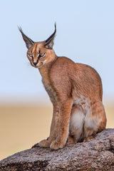 Caracal Poster och Canvastavla