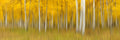 Autumn Dream Poster och Canvastavla
