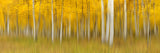 Autumn Dream Poster och Canvastavla