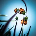 FlowerLove Poster och Canvastavla