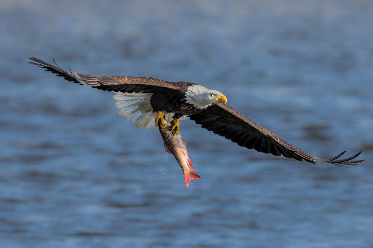 Bald Eagle Catching Fish Poster och Canvastavla