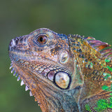 Iguana verde Poster och Canvastavla