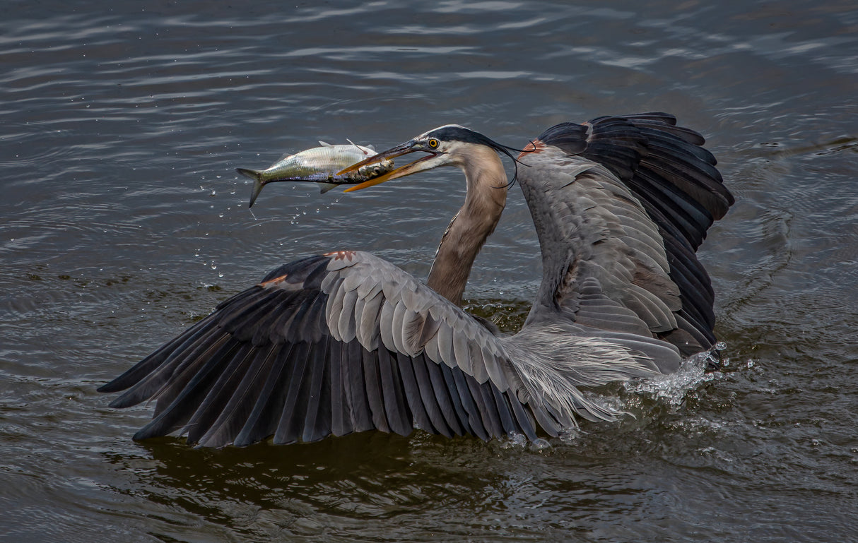 Heron caught a fish Poster och Canvastavla