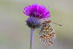Butterfly world Poster och Canvastavla