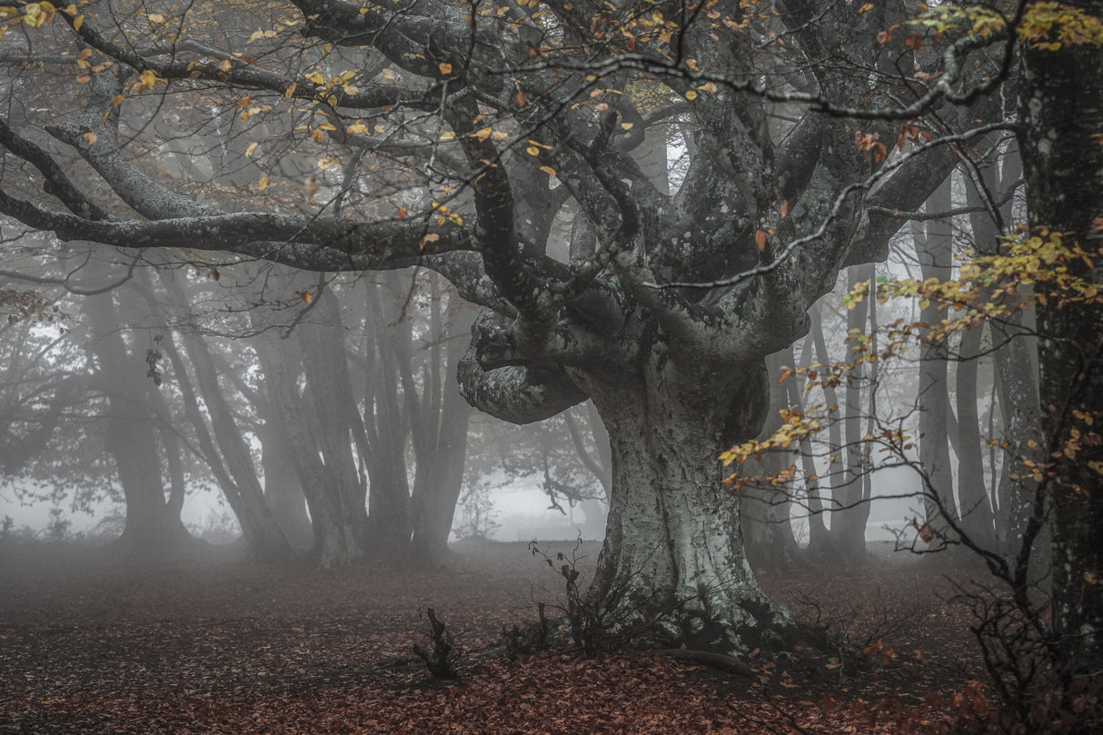 In the beech forest Poster och Canvastavla