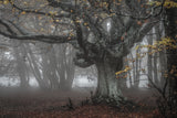 In the beech forest Poster och Canvastavla