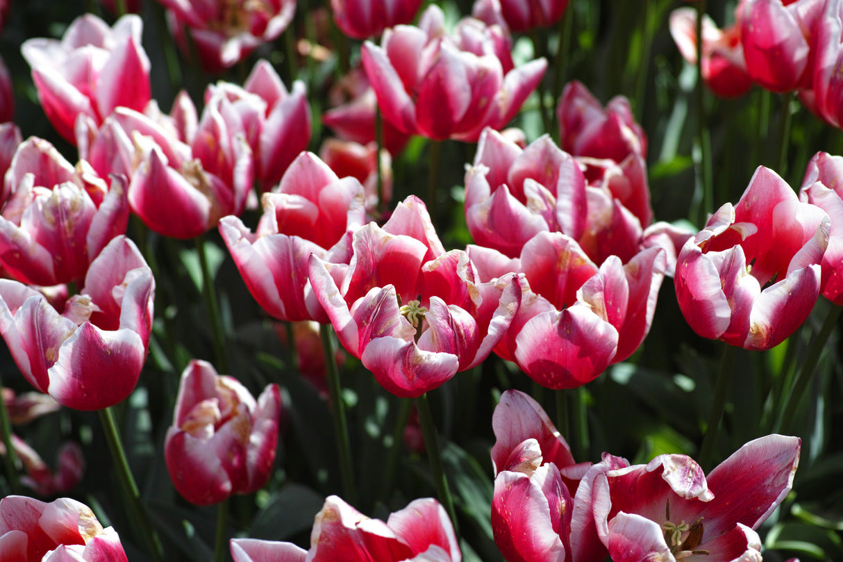 colorful tulips Poster och Canvastavla