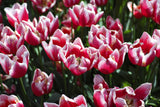 colorful tulips Poster och Canvastavla