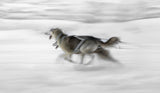 Dog sled Poster och Canvastavla