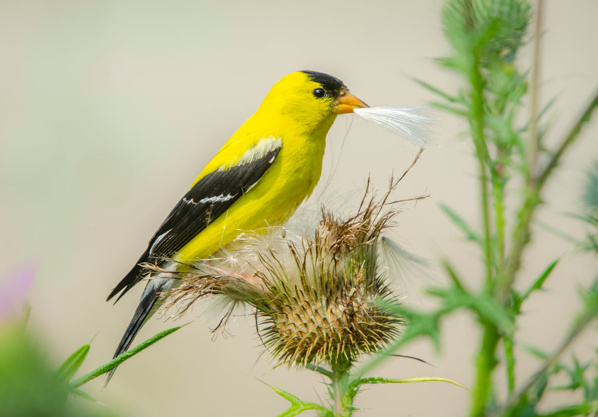 American Goldfinch Poster och Canvastavla