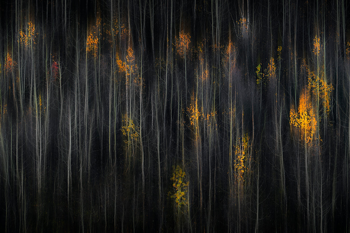Forest symphony Poster och Canvastavla