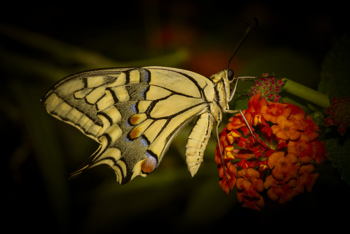 butterfly Poster och Canvastavla