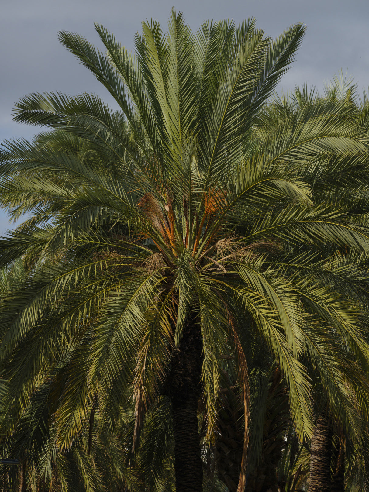 palm trees Poster och Canvastavla