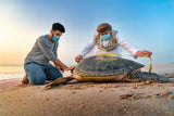Protecting Turtles Poster och Canvastavla