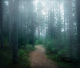 The forest of secrets Poster och Canvastavla