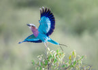 Lilac-breasted Roller Poster och Canvastavla