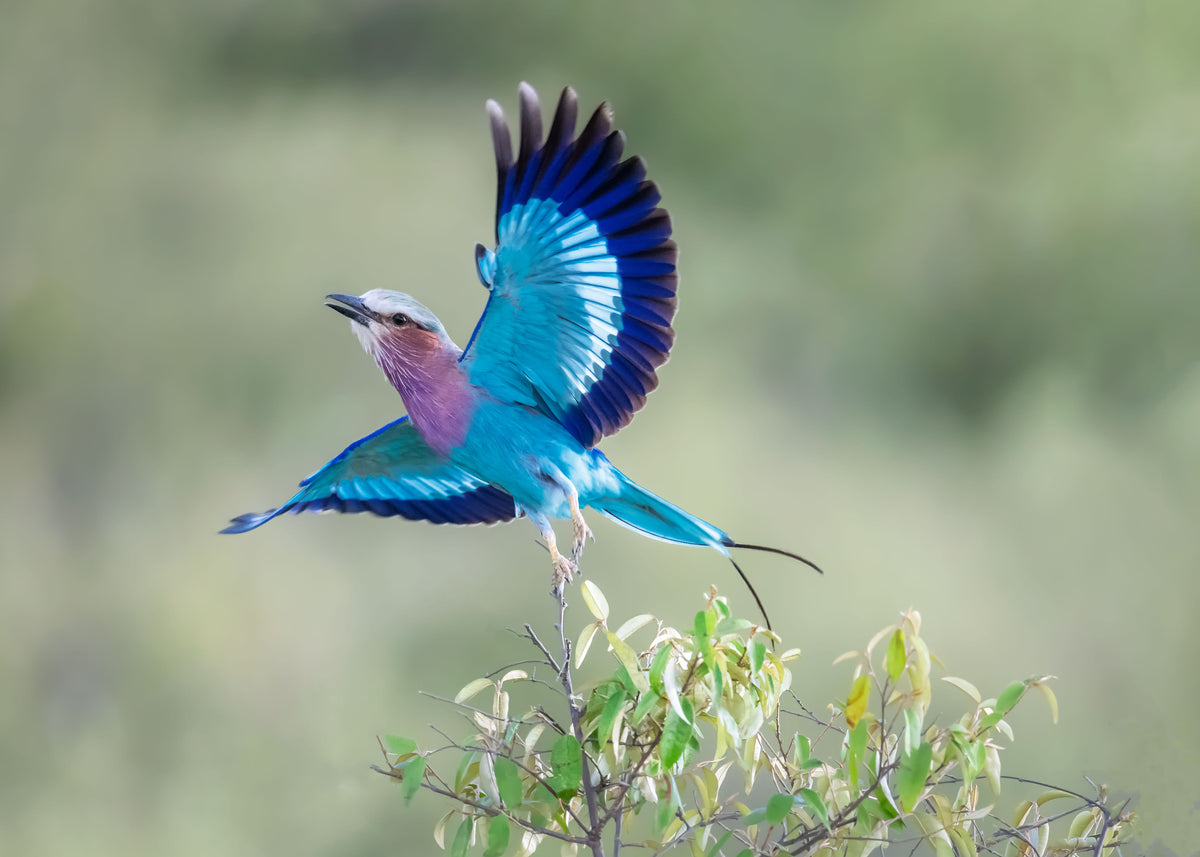 Lilac-breasted Roller Poster och Canvastavla