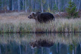 Brown Bear reflection Poster och Canvastavla