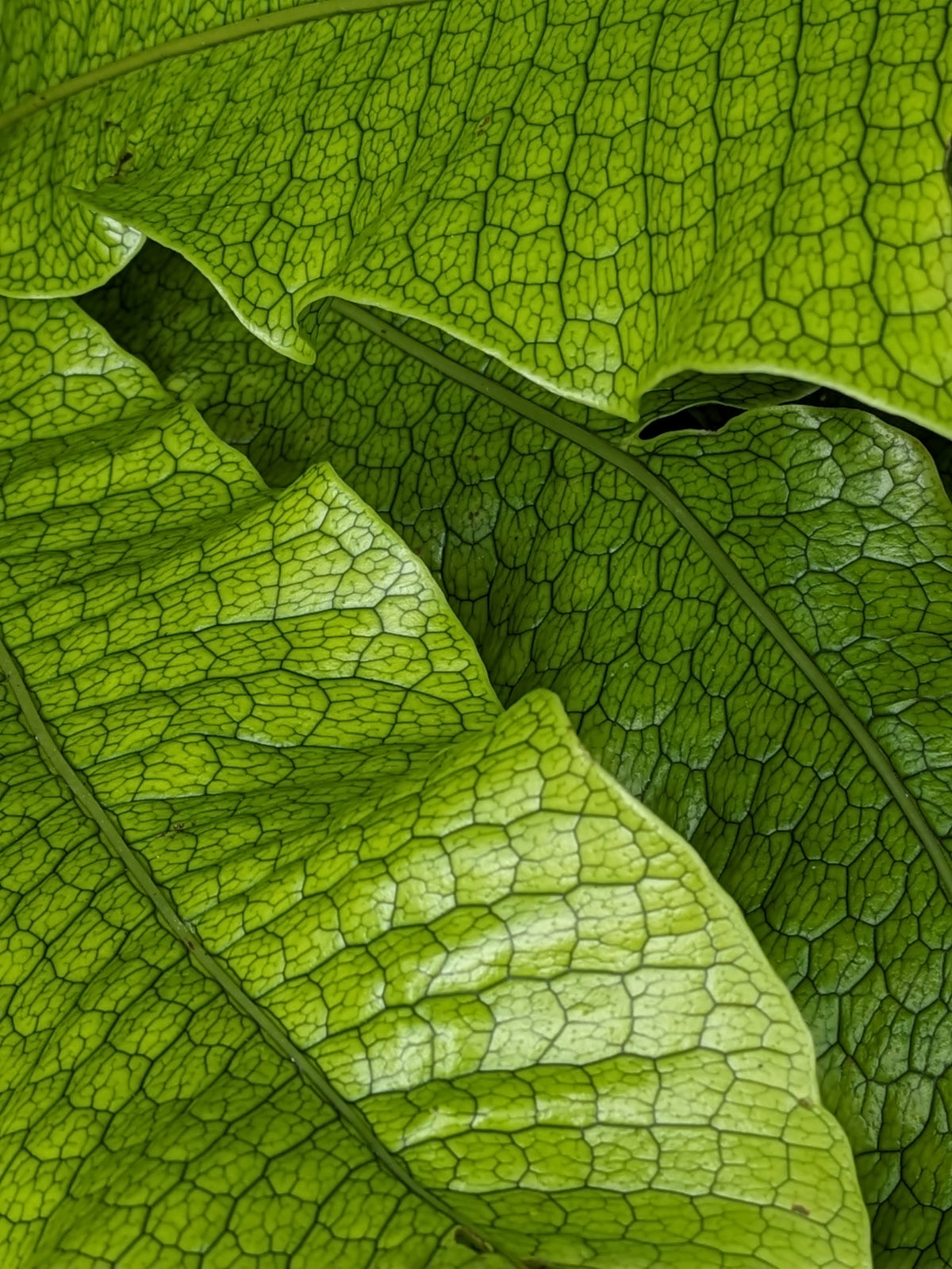 Loving the Leaves Poster och Canvastavla