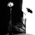 light and shadow Poster och Canvastavla