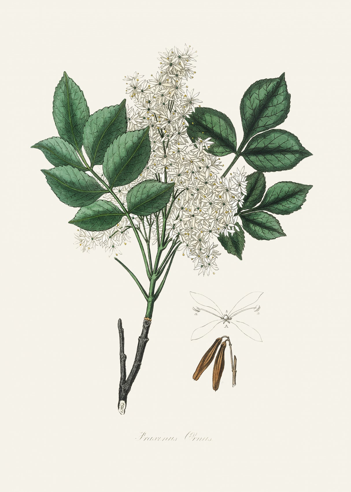 Manna Ash (fraxinus Ornus) Medical Botany Poster och Canvastavla