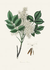 Manna Ash (fraxinus Ornus) Medical Botany Poster och Canvastavla