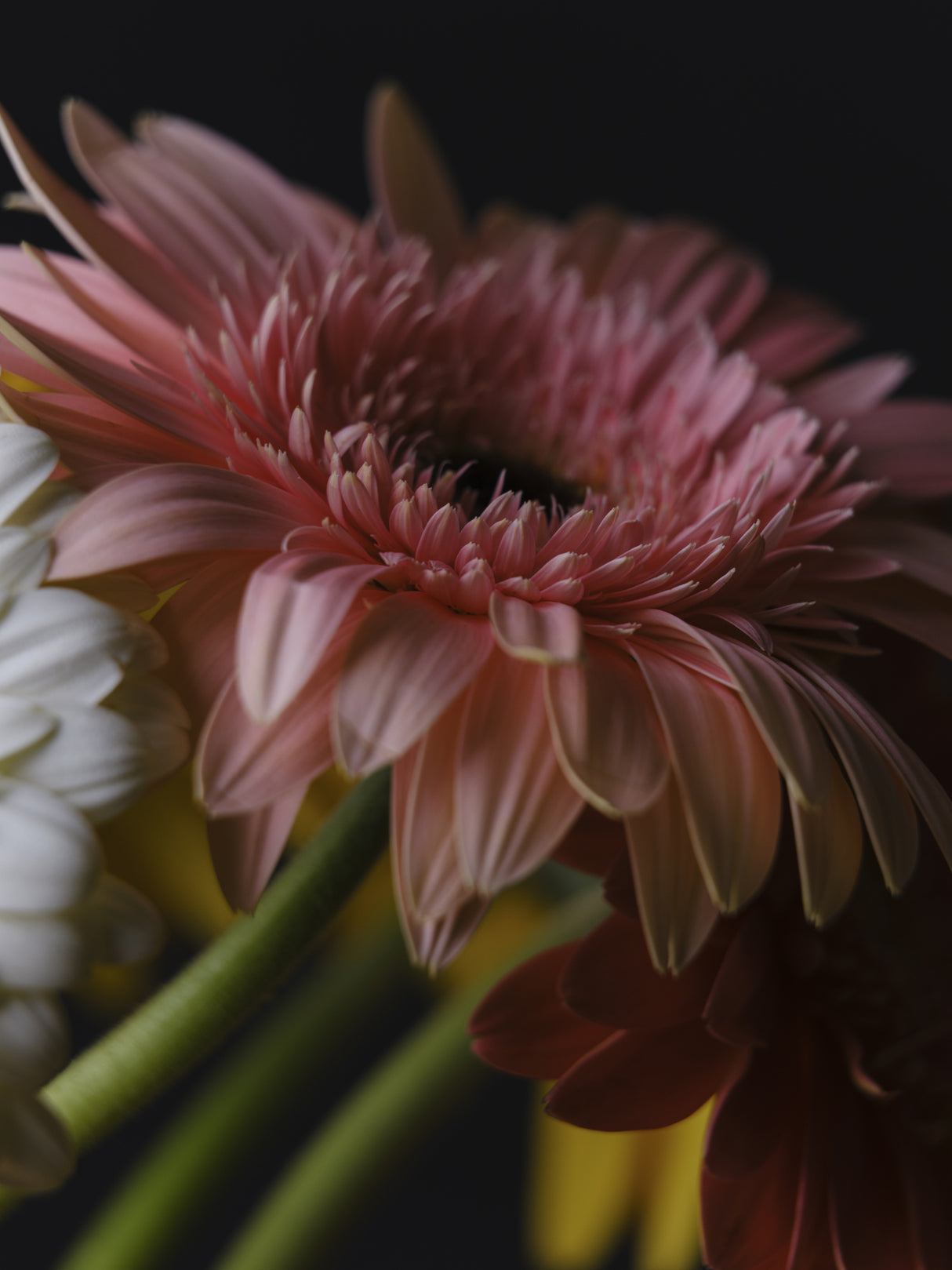 beautiful flowers Poster och Canvastavla