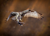 Osprey with fish Poster och Canvastavla