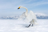 Dressed in white Poster och Canvastavla