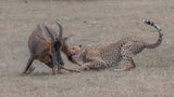 Cheetah hunting adult topi Poster och Canvastavla