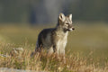 Arctic Fox Puppie Poster och Canvastavla