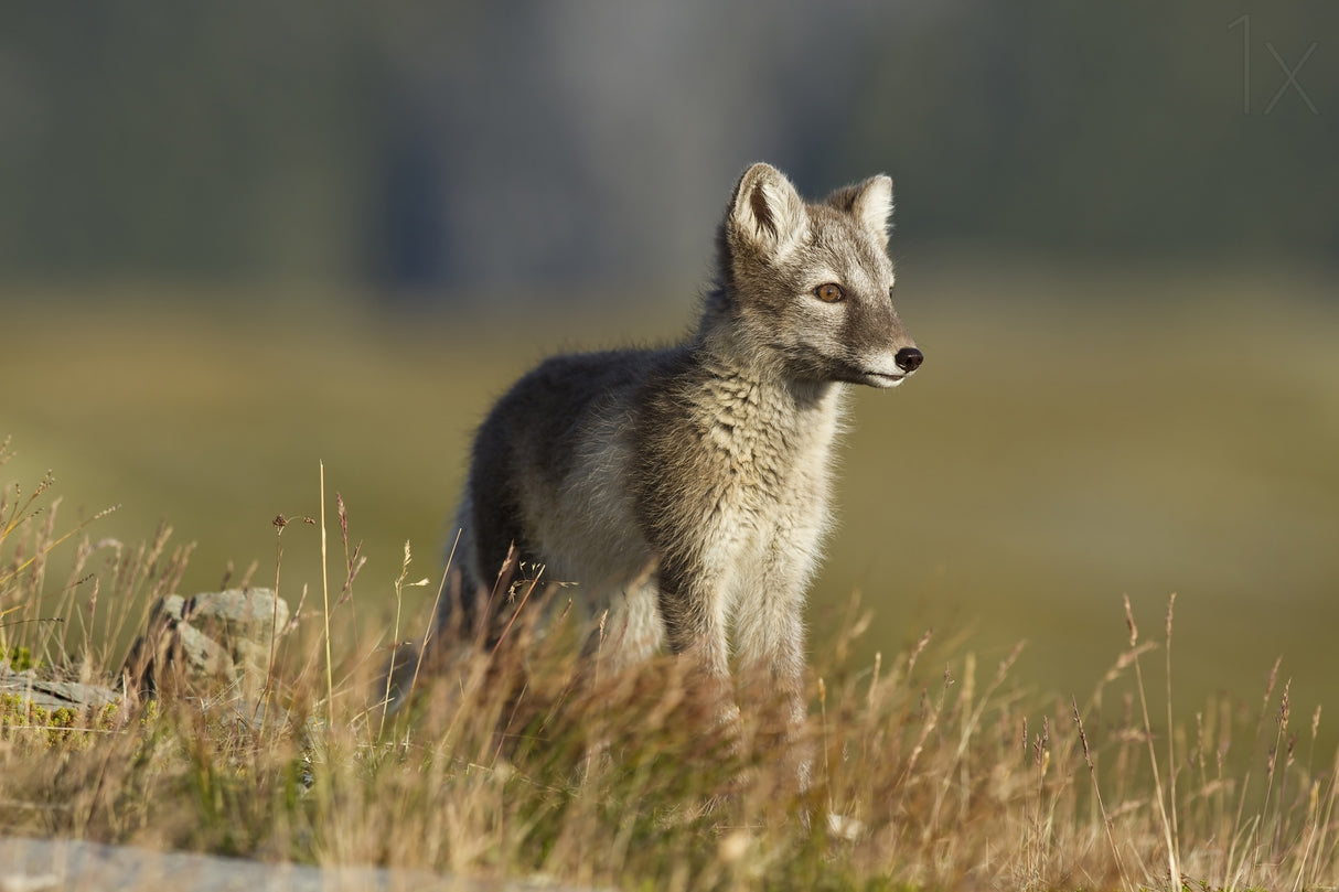 Arctic Fox Puppie Poster och Canvastavla